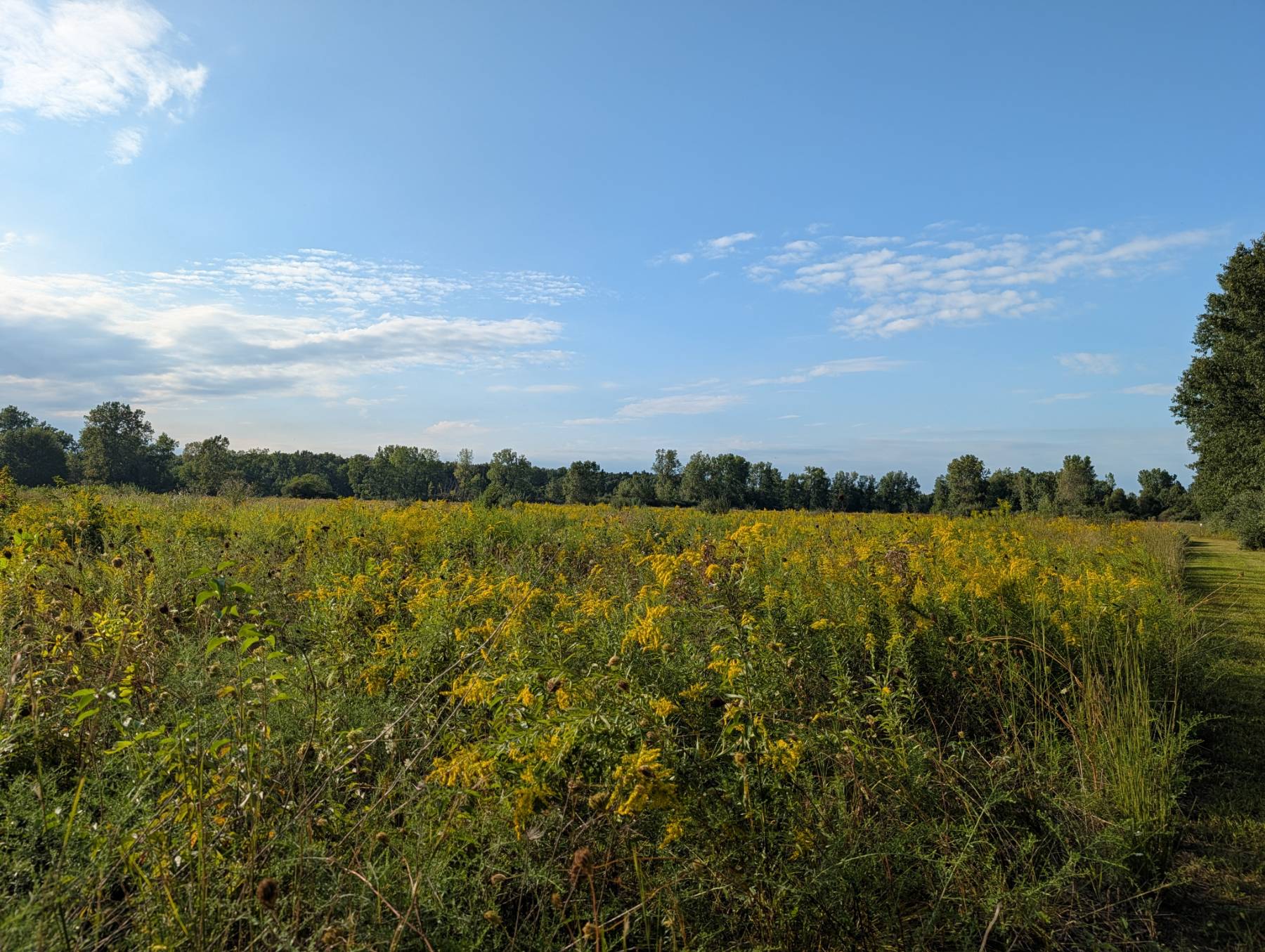 A field of goldenrod in flower under a wide blue sky, a treeline along the far edge and a mown path running out along the right.